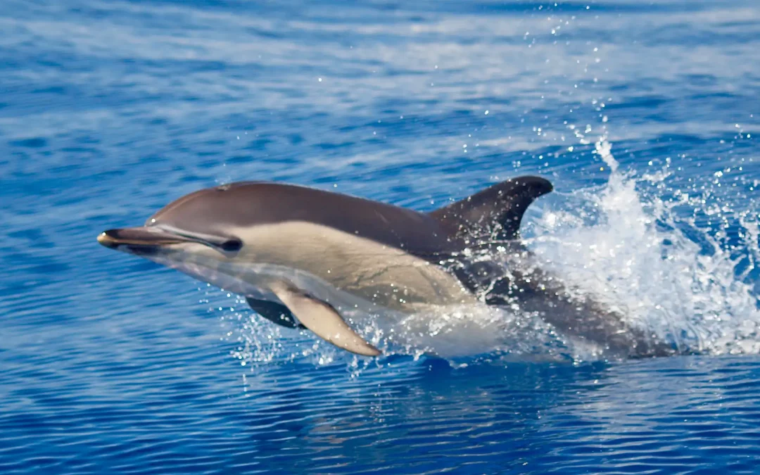 Delfines en Benalmádena: ¿dónde verlos y cuál es la mejor forma de hacerlo?