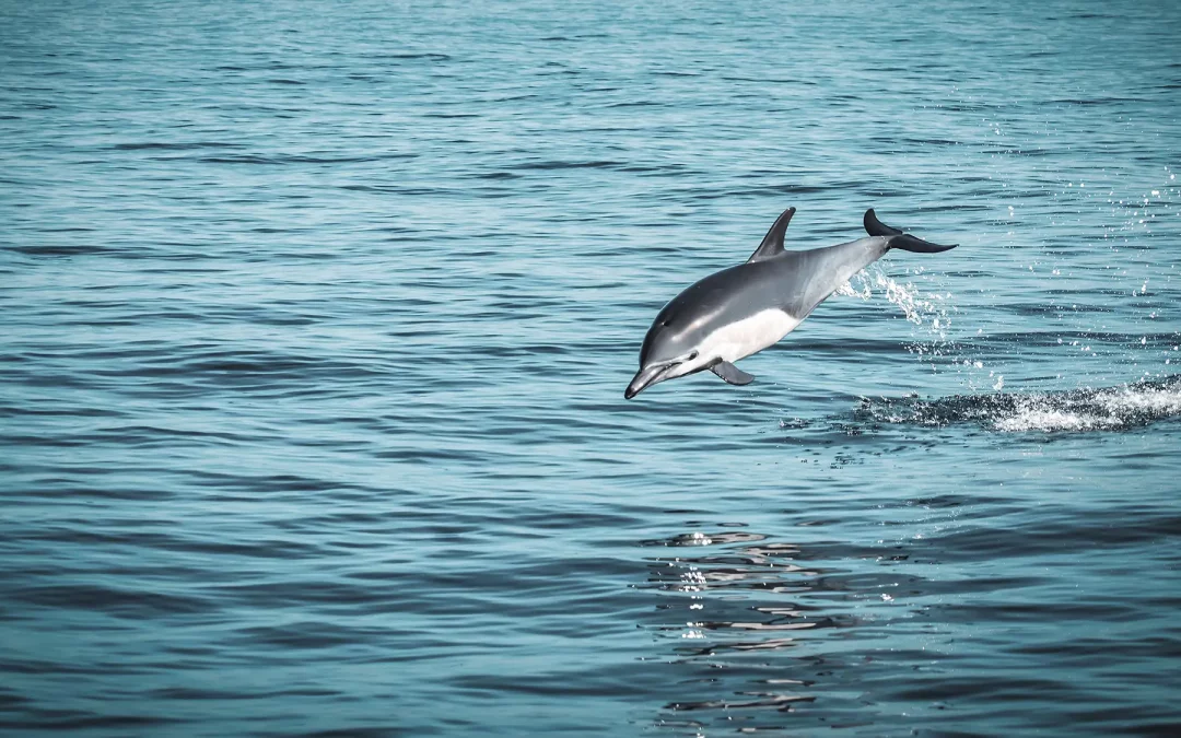 ¿Cuánto cuesta un paseo en barco en Benalmádena? Precios y opciones para todos los planes