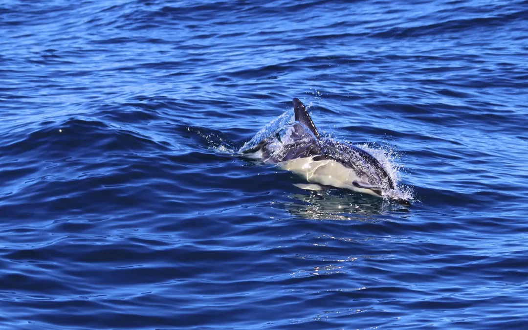 Avistamiento de delfines en Benalmádena: una excursión mágica desde el mar