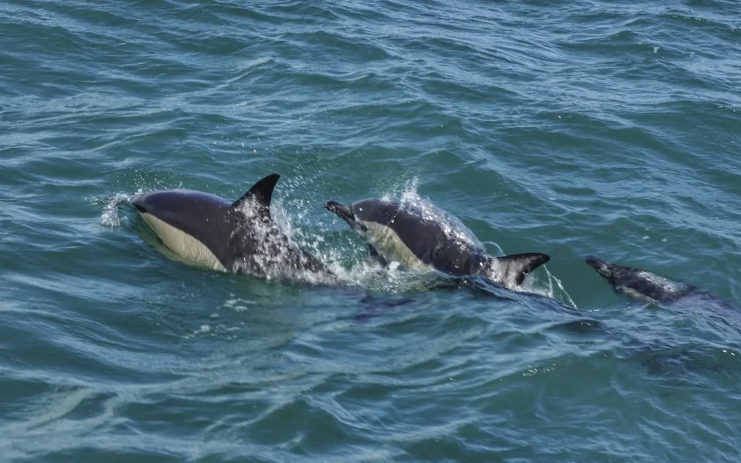 Paseo en barco Benalmádena: todo lo que necesitas saber antes de zarpar
